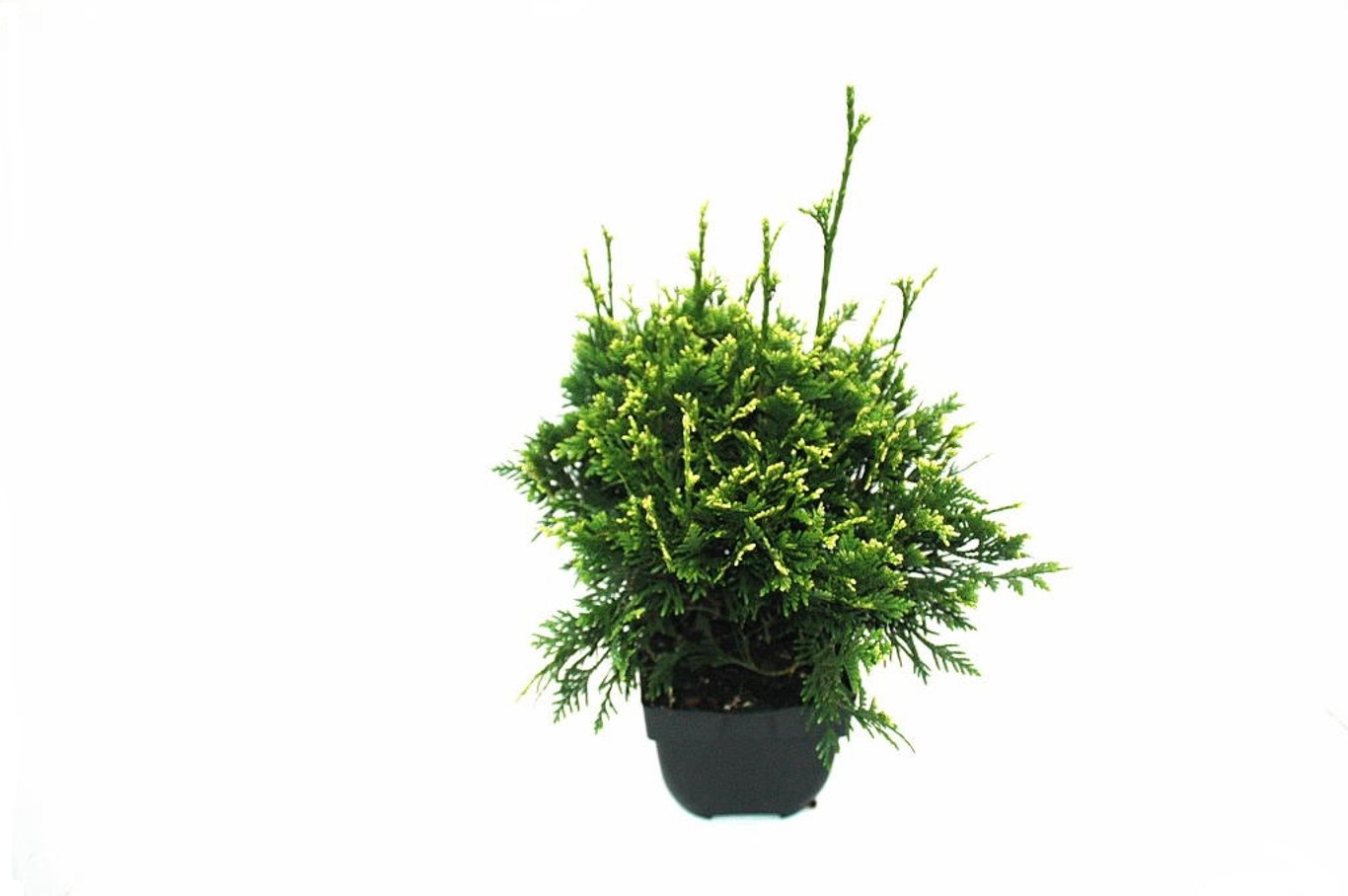 Thuja pl. 'Can-Can' - C2